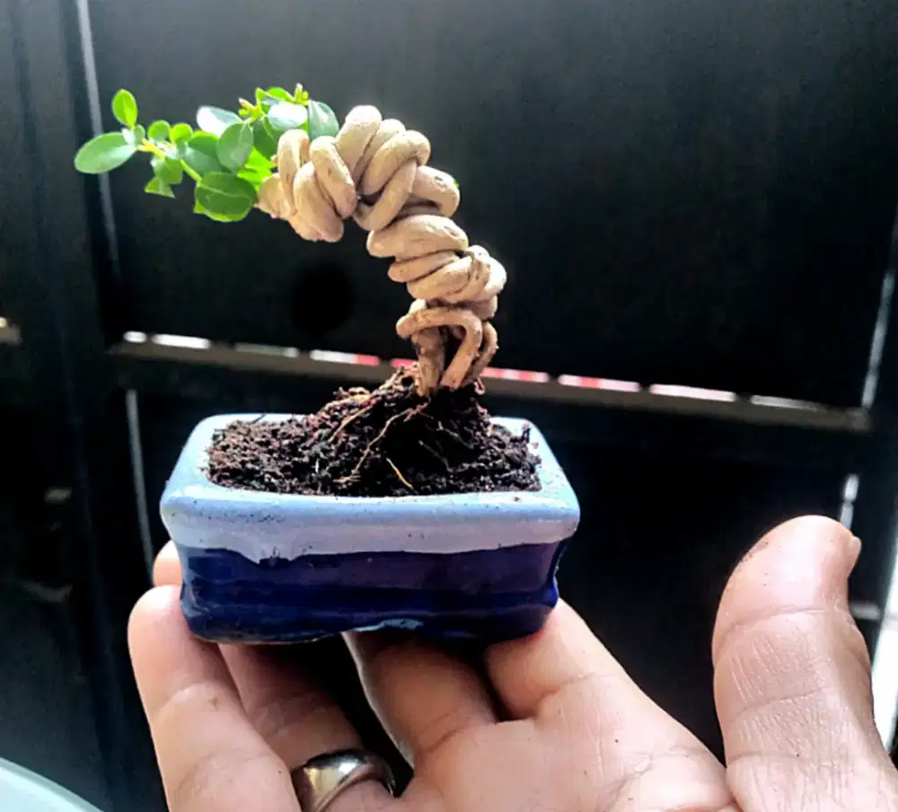 Tanaman hias bonsai mini/shito jenis sancang, waru, hokianti