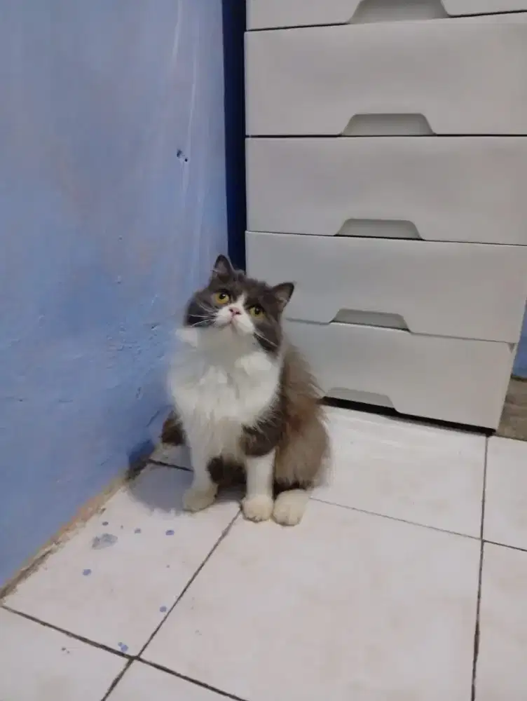Kucing Persia abu