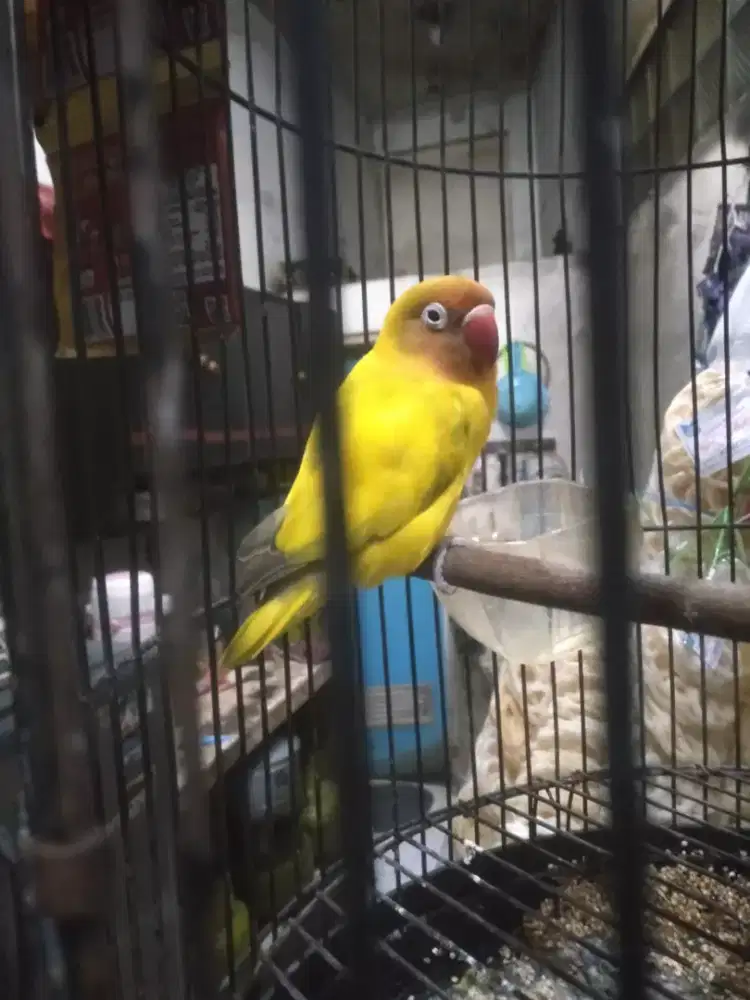 Burung Lovebird