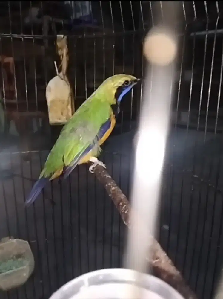 Burung Masteran Murai Cucak Cungko