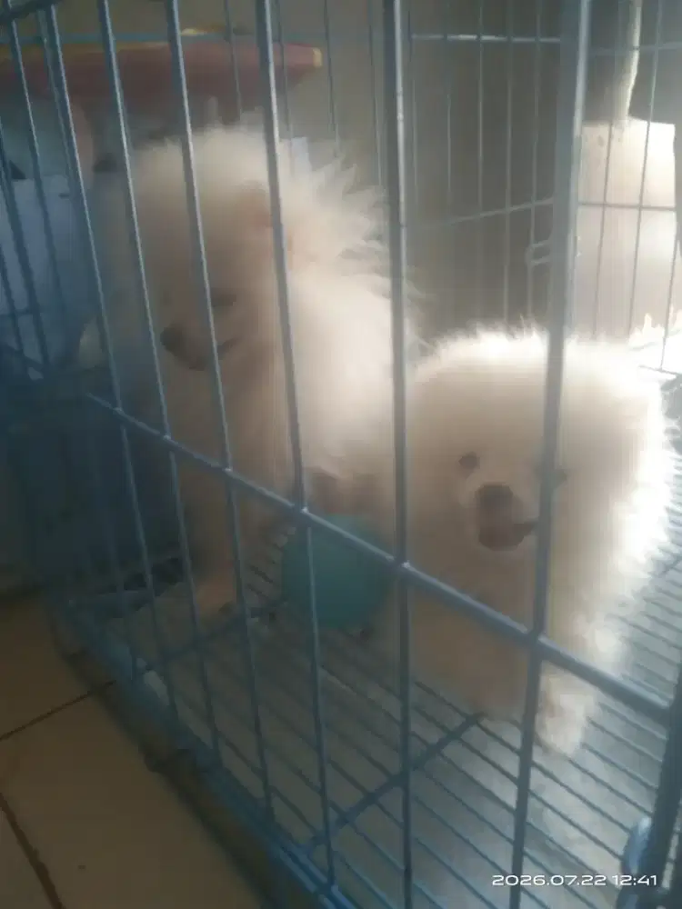 Anjing Pomeranian putih jantan umur 4bln