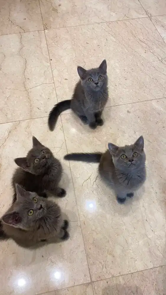 Kucing BSH x Ragdoll
