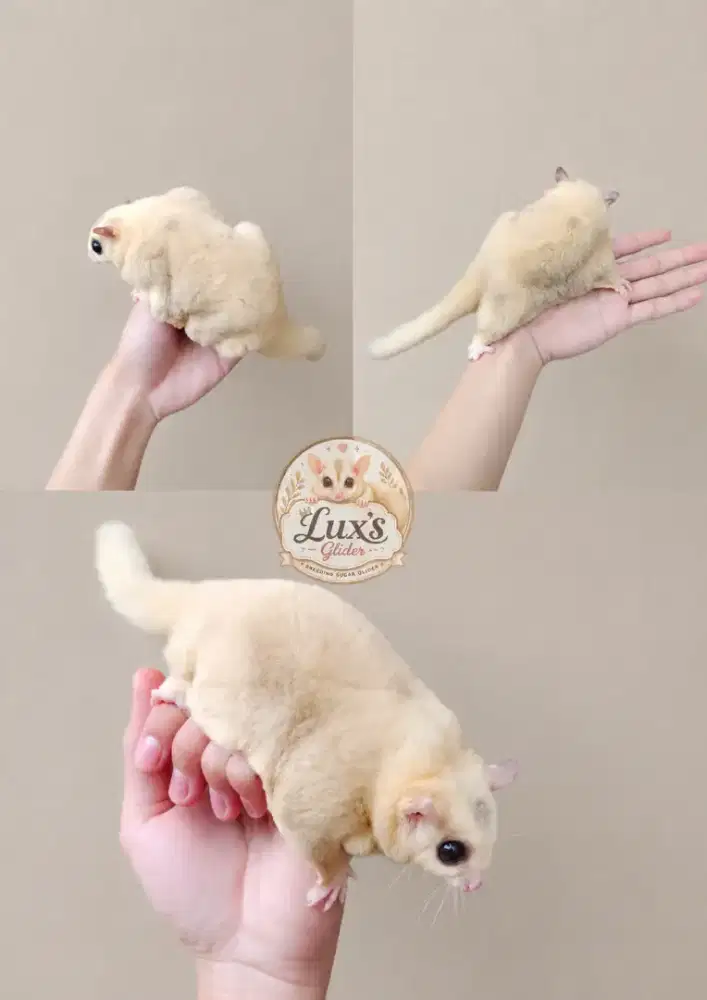 SUGAR GLIDER CARAMEL MOZAIK OBES