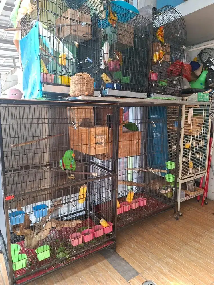 Indukan Sun Conure  & BayanVOSROR Sertifikat SATDN