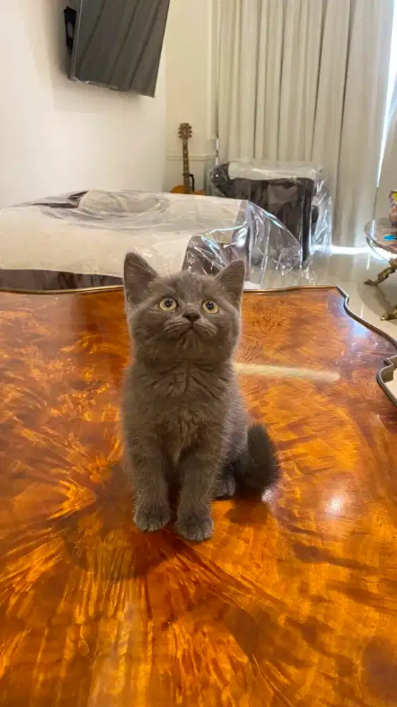 Kucing BSH British Short Hair