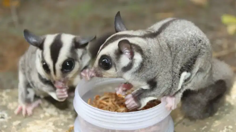 Sugar glider termurah jenis clasik sehat jinak