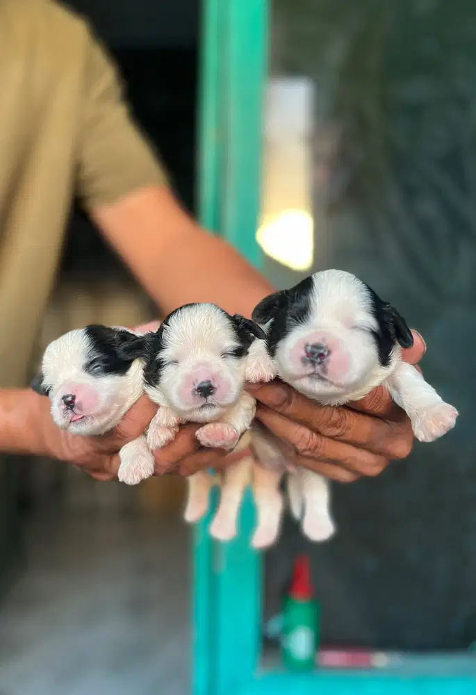 Anjing Mini Shihtzu Open Booking
