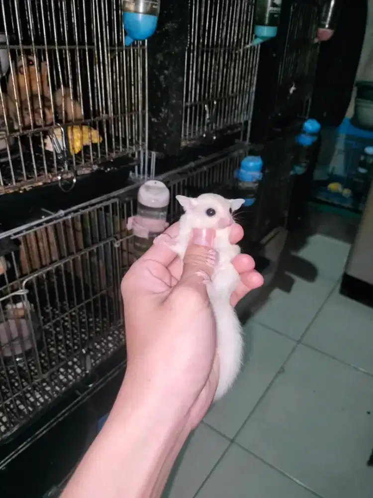 Sugar Glider Leucistic