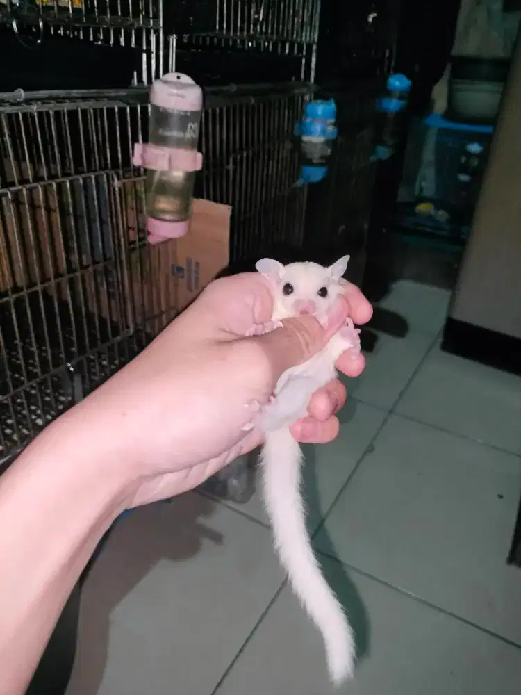 Sugar Glider Leucistic