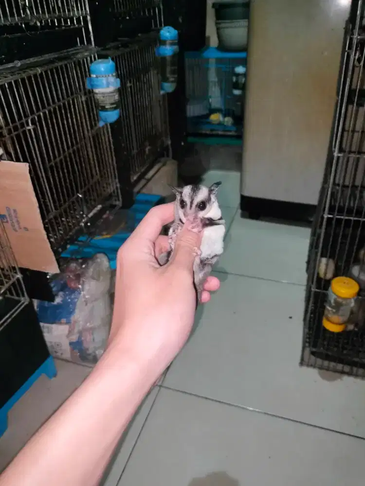 Sugar Glider Classic Grey