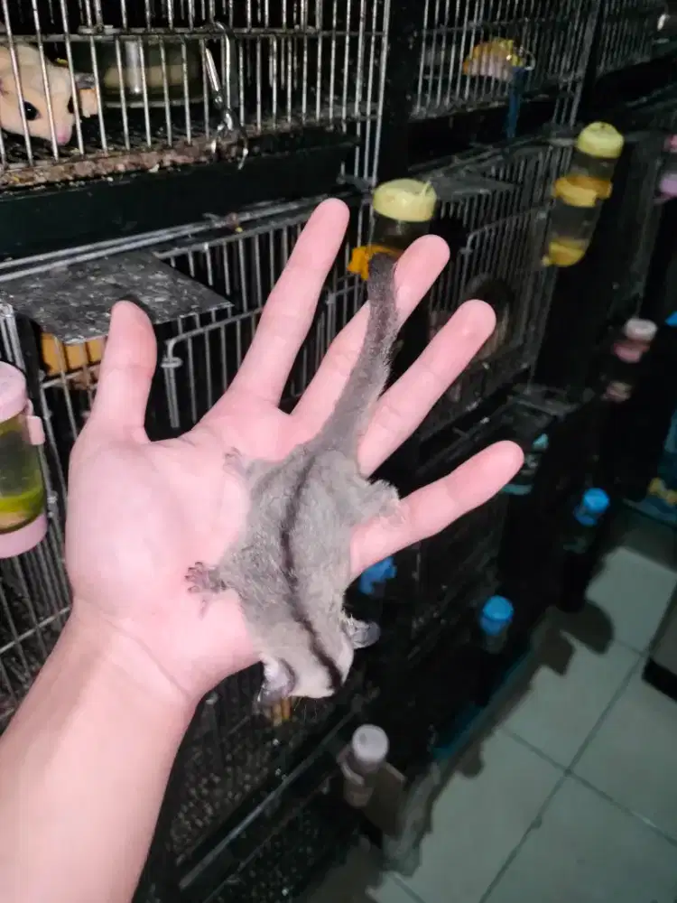 Sugar Glider White Face