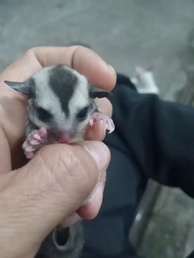 Jual anakan suger glider