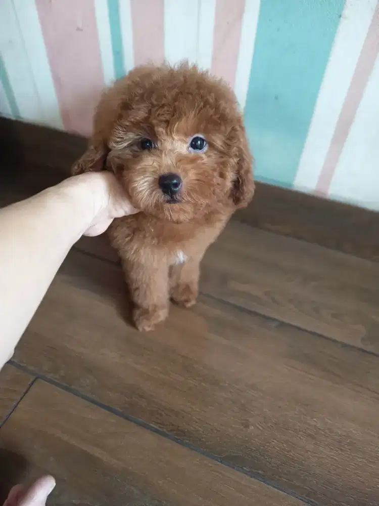 red toy poodle female