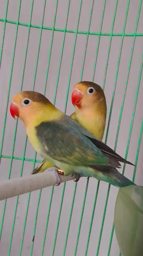 Lovebird cantik