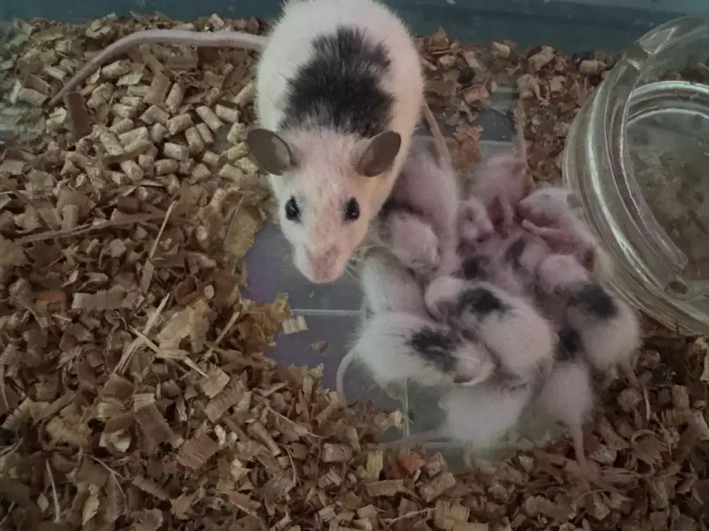 tikus pinkies asf/pingbul asf ready
