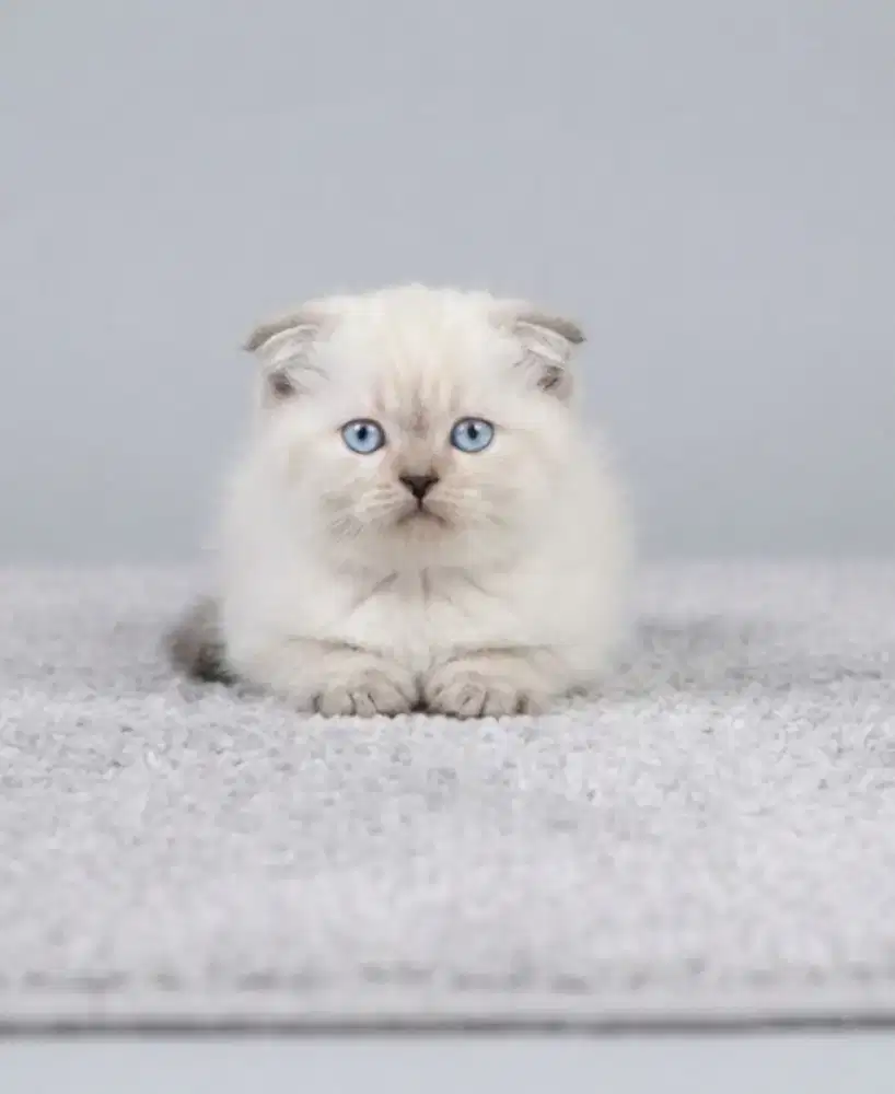 Scottish Fold Female