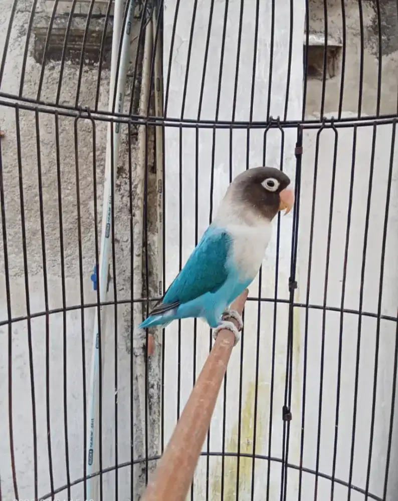Burunh lovebird biru cobalt jantan dewasa