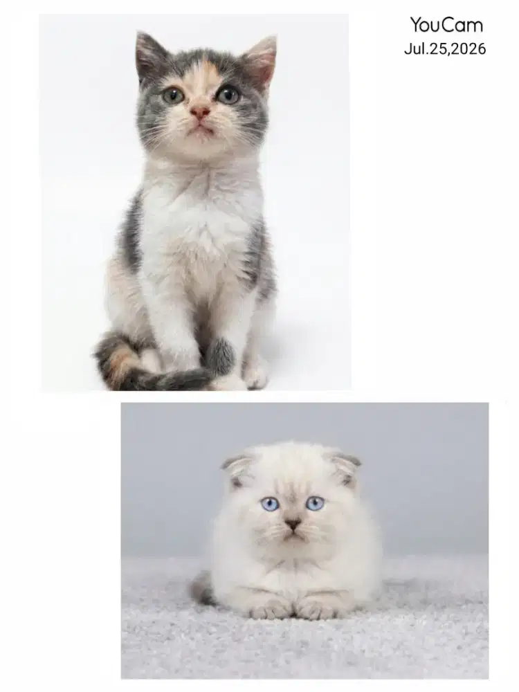 Borongan Scottish Fold Betina dan BSH Betina