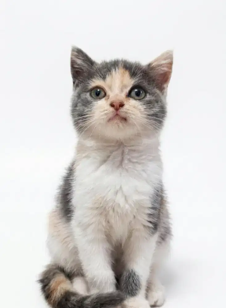 BSH Calico Dilute Betina
