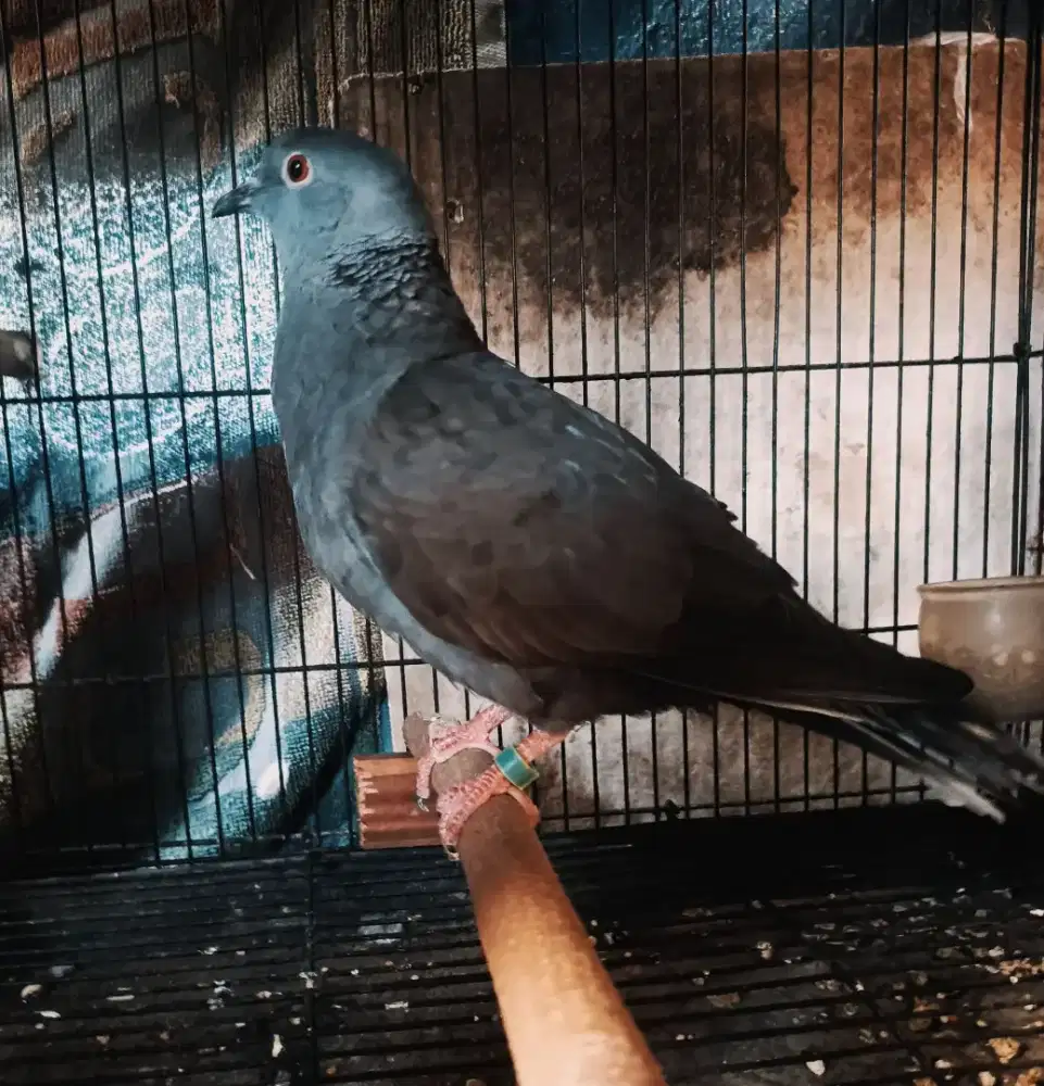 Burung bekisar (merpati x puter ) gacor