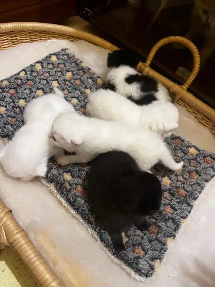 British Shorthair(Bsh) Carrier CInnamon Kitten (3bulan)