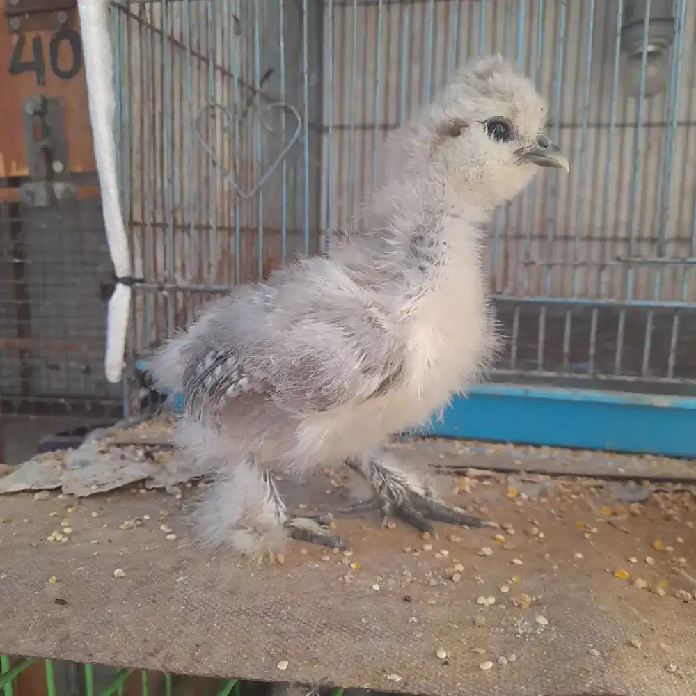 Ayam hias american silky, poland, serama