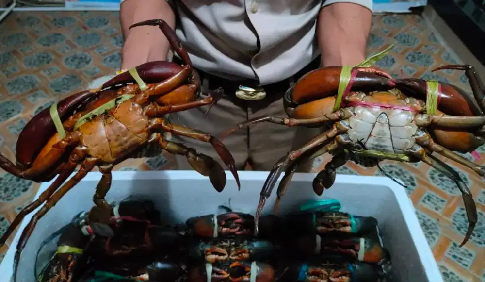 Jual kepiting hidup, kepiting telur. Harga bersahabat