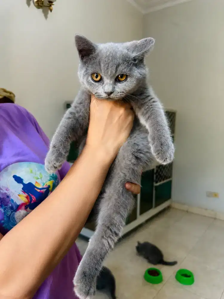 Ope Adop Kitten BSH usia -+2bln