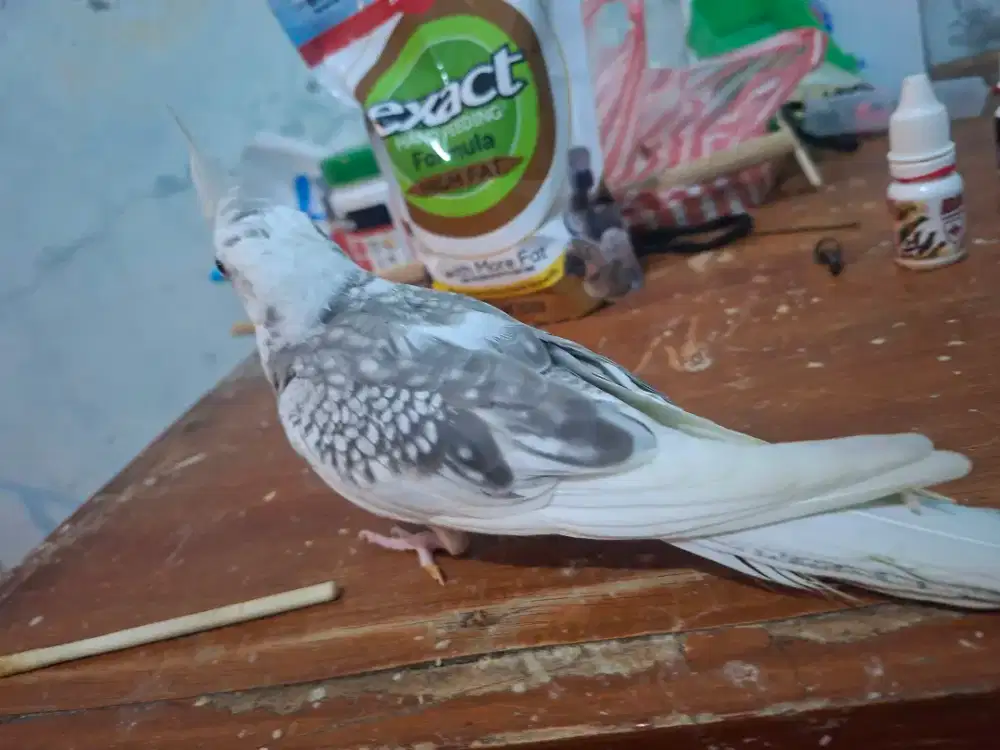 Burung falk white face