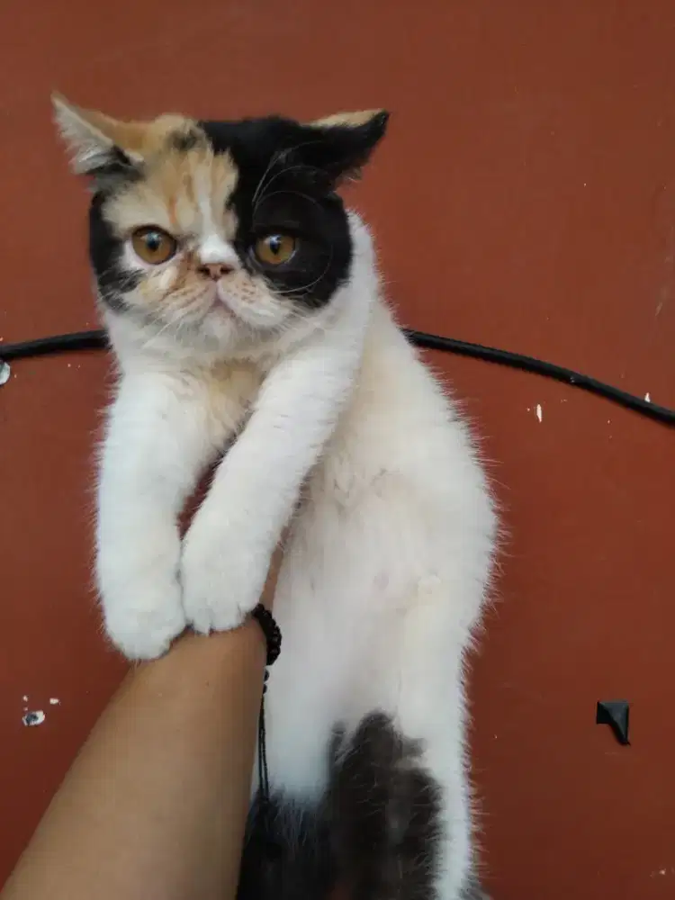 Kiten exotik usia 3 bln...