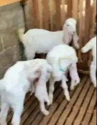 4 ekor bakalan kambing etawa senduro 5-6 bln 1 jantan 3 betina rawatan