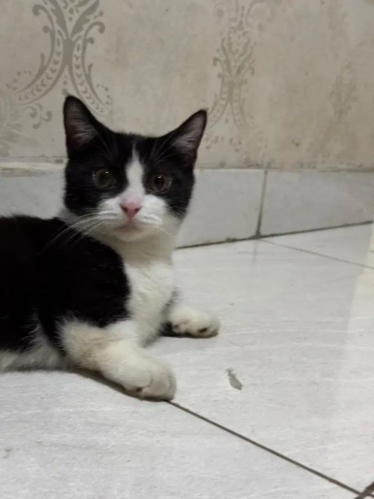 Bsh munchkin 4bln jantan