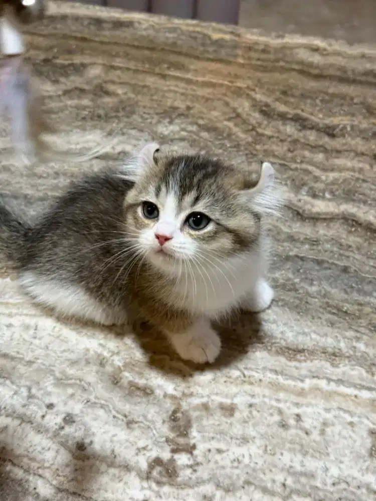 Anak kucing BSH, American curl