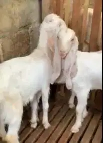 4 ekor bibit kambing etawa senduro 5-6 bln 1 jantan 3 betina jamin top
