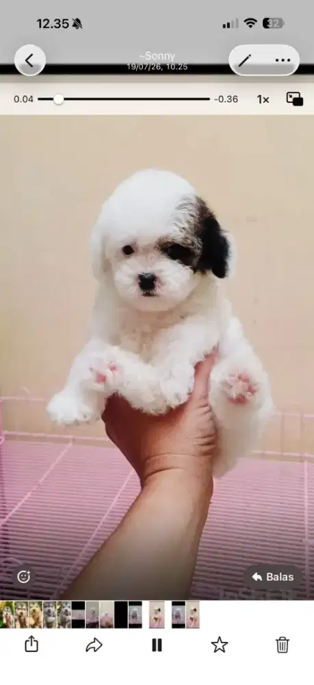 Podel party cakep kecil.bulu super tebal