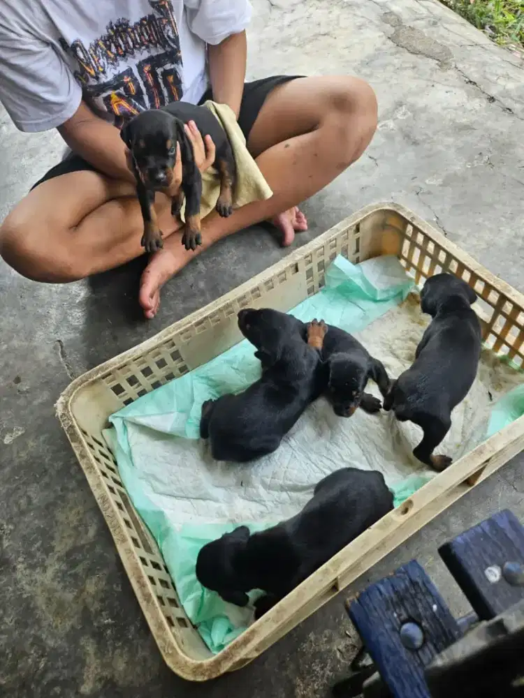 Dobberman puppies