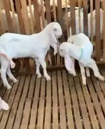 4 ekor bibit kambing etawa senduro 5-6 bln 1 jantan 3 betina rawatan