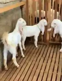 4 ekor bibit kambing etawa senduro 5-6 bln 1 jantan 3 betina rawatan