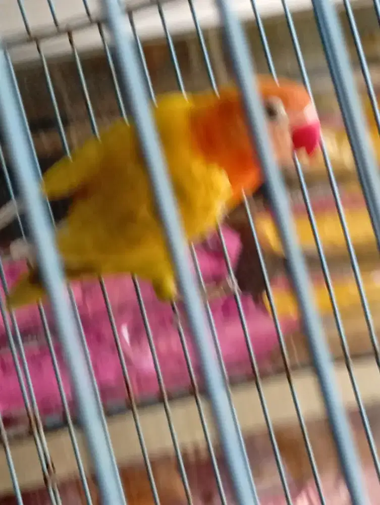 Burung lokbet paskun kotor rajin bunyi
