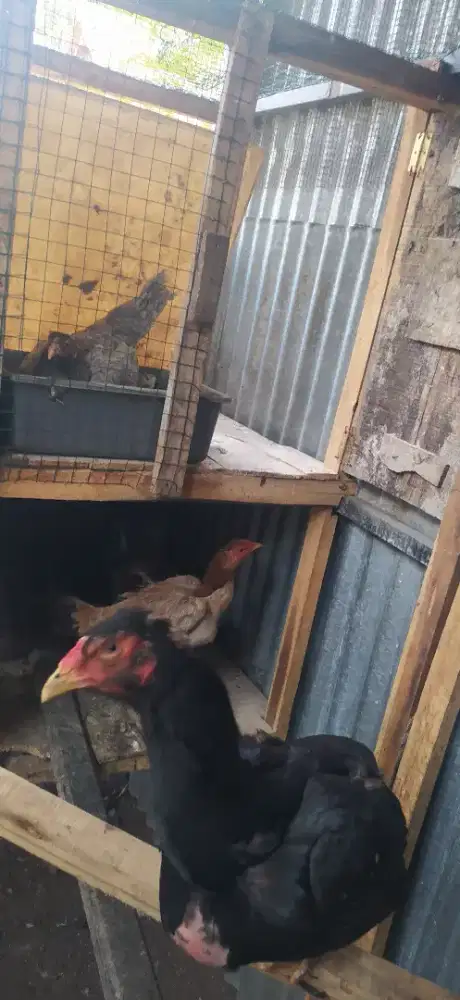 Ayam bangkok  sedang  produksi
