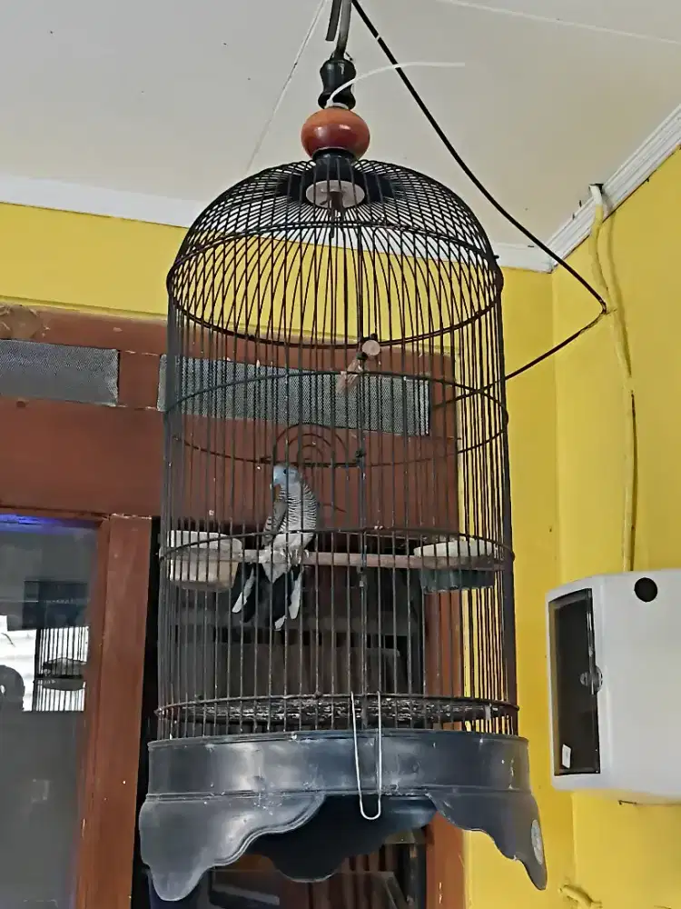 BURUNG PERKUTUT LOKAL ALAM KALUNG USUS / KALUNG KEMBEN FULSET SANGKAR
