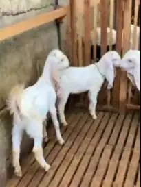 4 ekor bibit kambing etawa senduro 5-6 bln 1 jantan 3 betina rawatan
