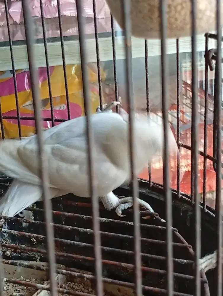 Burung lokbet albino mata hitam aktif