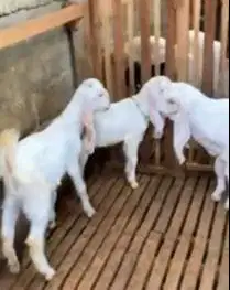 4 ekor bibit kambing etawa senduro 5-6 bln 1 jantan 3 betina superan
