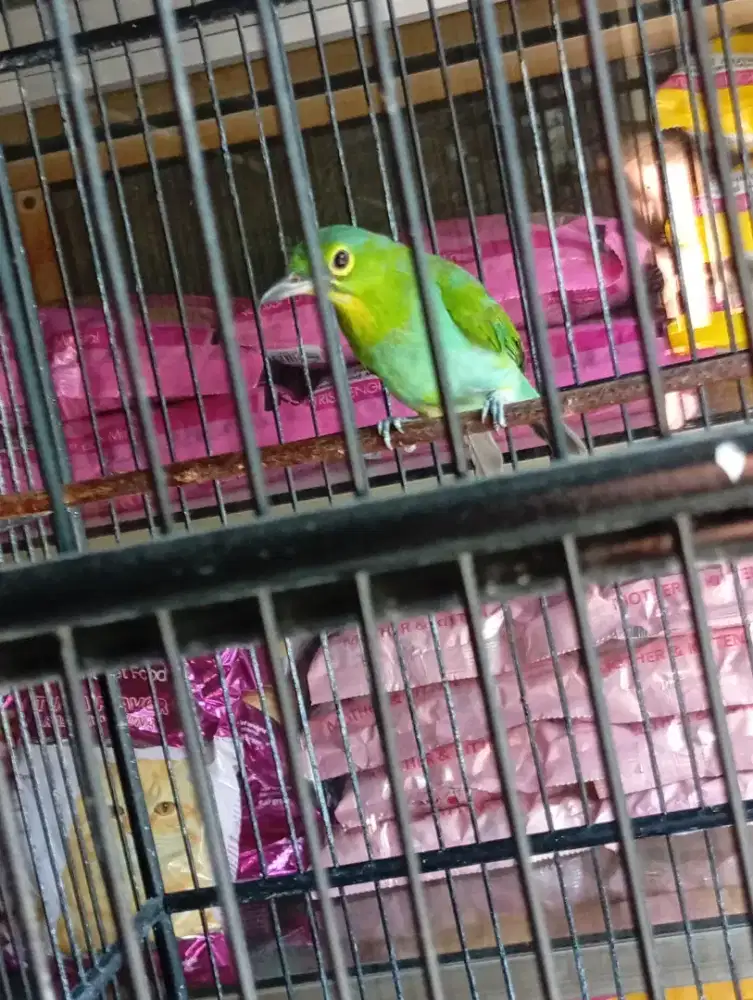 Murai daun trotolan jantan