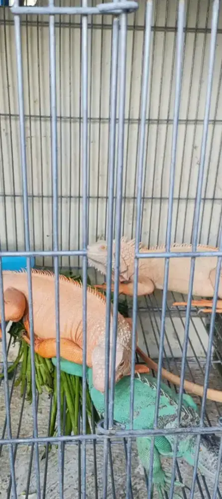 Iguana 3 ekor borongan atau satuan oke.