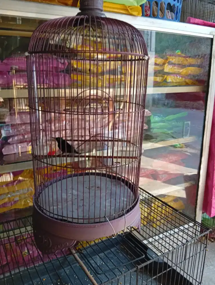 Burung burcil rajin bunyi