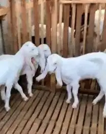 4 ekor bakalan kambing etawa senduro 5-6 bln 1 jantan 3 betina superan