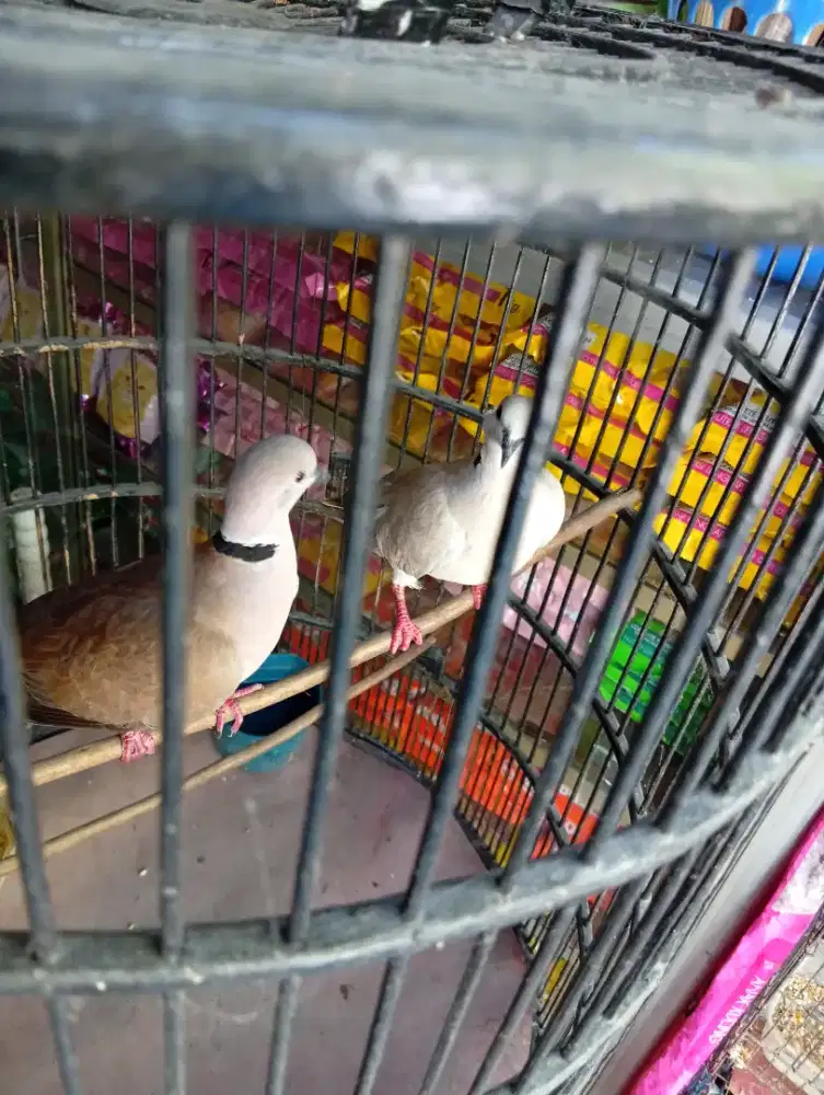 Burung puter pelung sepasang