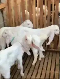 4 ekor bakalan kambing etawa senduro 5-6 bln 1 jantan 3 betina rawatan